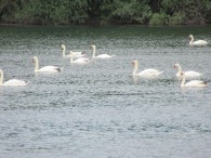 230611 Sortie bords de Saone-026.jpg 230611 Sortie bords de Saone-026.jpg